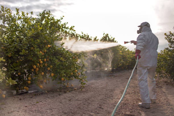 Best Termite Control Services  in Bellevue, WI