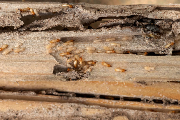 Best Cockroach Control Services  in Bellevue, WI